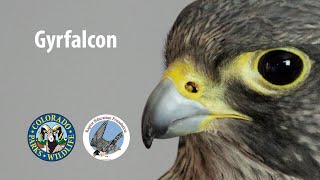 Uncommon Raptors of Colorado: Gyrfalcon