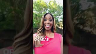 Cicada Watch Wednesday