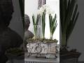 球根を植えるだけでオシャレ ビフォー/アフター アンティークの器がポイント。 #shorts #目出し球根 #春の庭 #ガーデニング