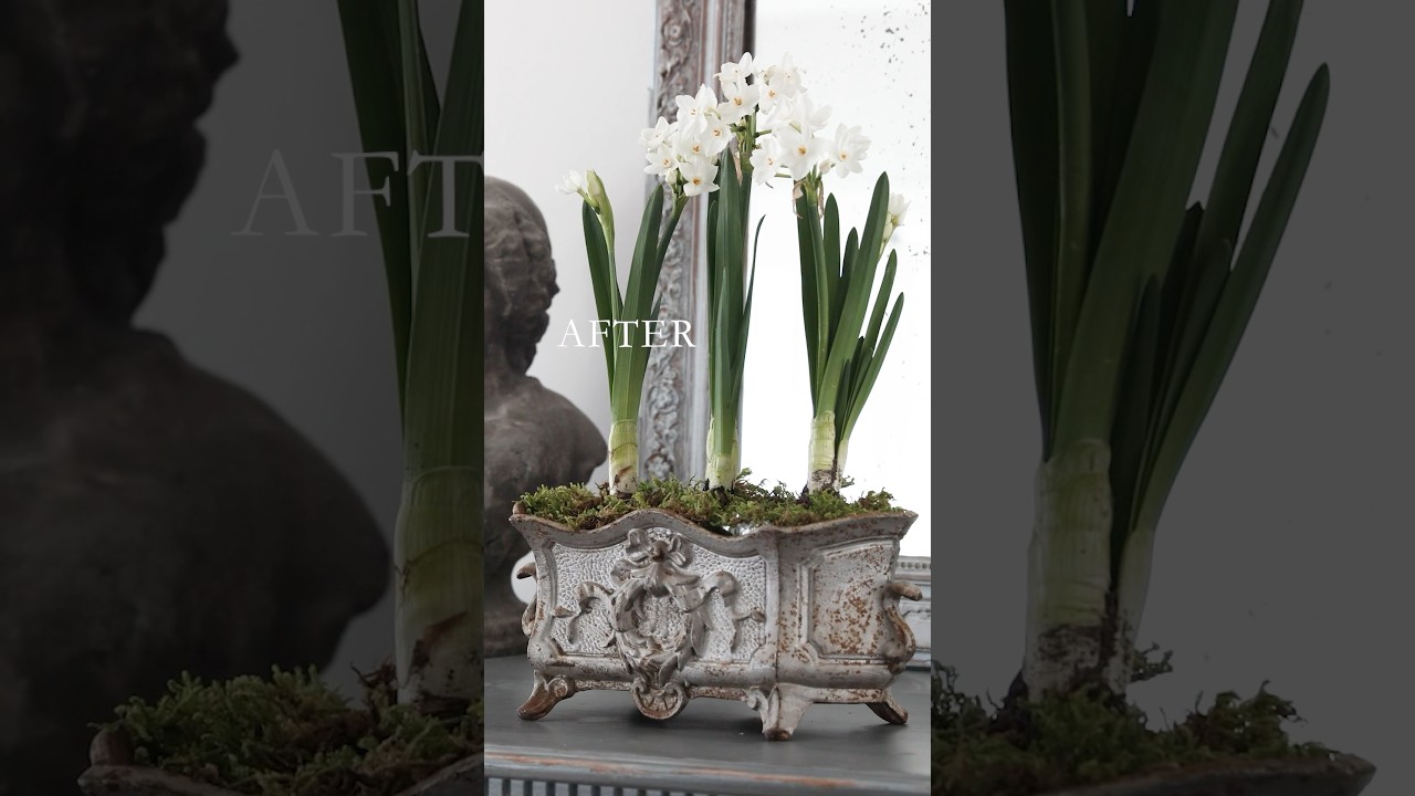 球根を植えるだけでオシャレ ビフォー/アフター アンティークの器がポイント。 #shorts #目出し球根 #春の庭 #ガーデニング