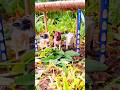 how to make cow shed | science project #cow #cowshed #farming #diorama