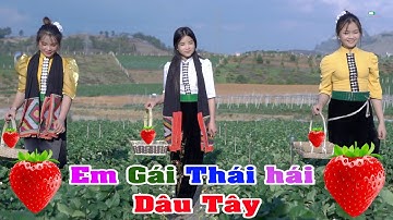 CÙNG NGẮM CÁC EM GÁI THÁI HÁI DÂU VÀ NGHE NHẠC SỐNG TÂY BẮC