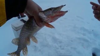 26 марта. Отчёт о рыбалке. Качканарский городской пруд.