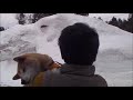 涙を流す老犬【柴犬ラン】　前庭疾患
