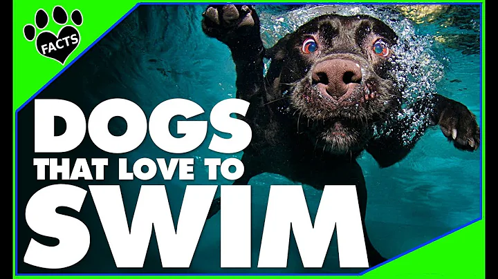 Why do dogs love to swim? (2023)
