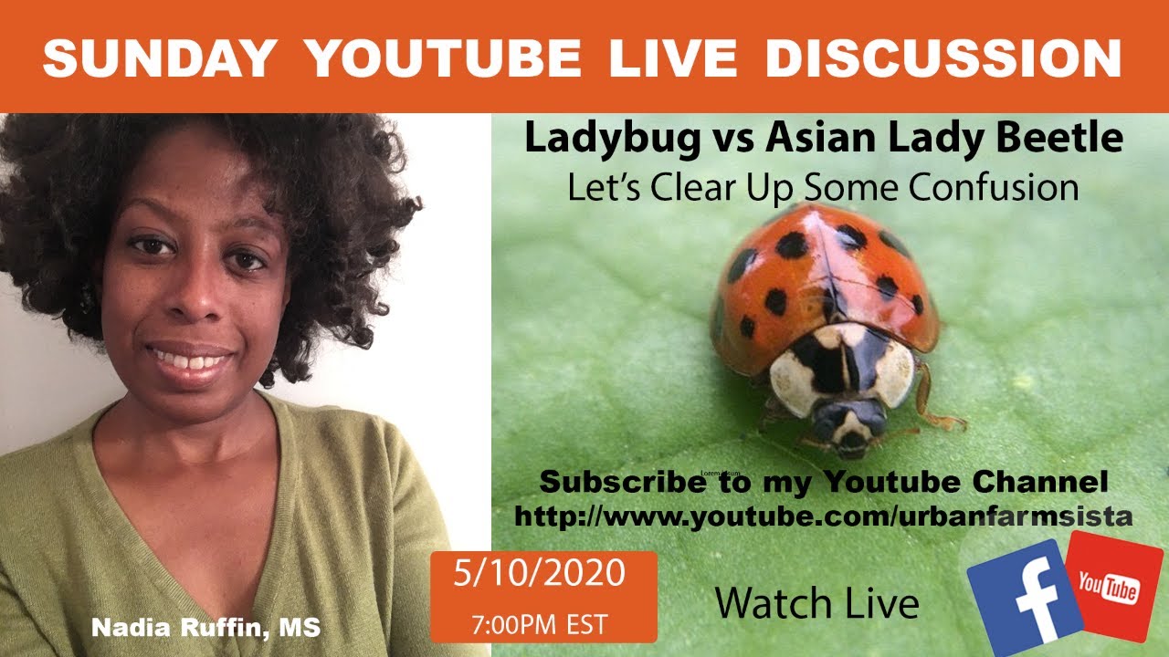 Sunday  Discussion-Ladybug vs Asian Lady Beetle-Let's Clear Up the  Confusion 