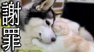 勘違いから犬と喧嘩になり世界一かわいい謝罪する猫がこちらです