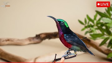 Ultra Relaxing Nature Sounds for Stress Relief, Sleep & Meditation - 12 Hours Hummingbird Bliss 🐦✨