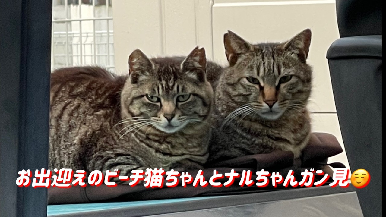 お出迎えしてくれるビーチ猫ちゃんとガン見のナルちゃん。