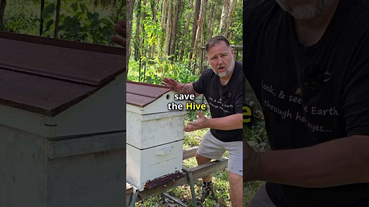 Our Beehive SWARMED Too Much HONEY 