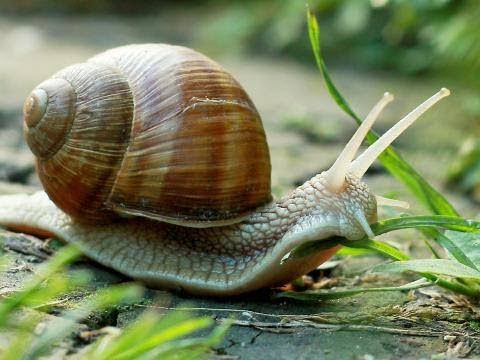 #Snail #गोगलगाय How Do Snails Navigate Razor Blades Safely? #forkids