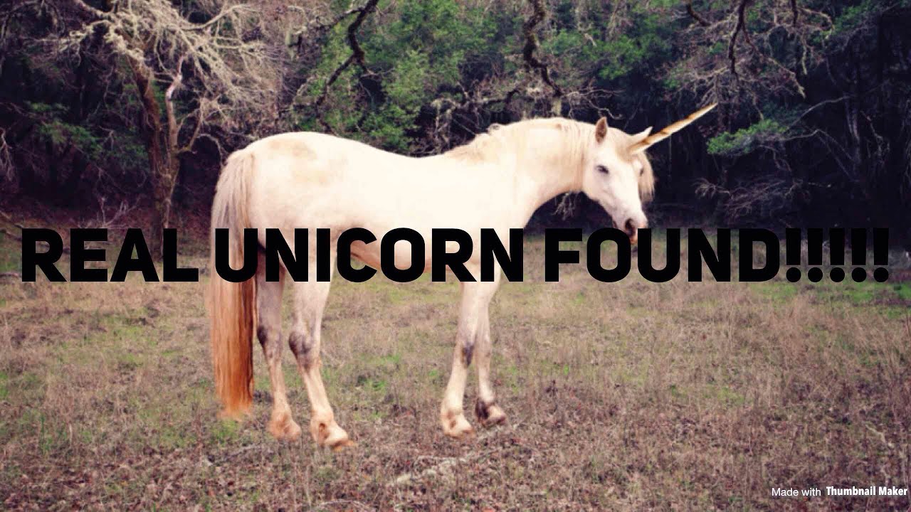 Unicorn search!!! Real unicorn found - YouTube