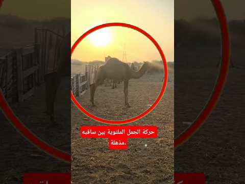 حركة الجمل الملتوية بين ساقيه مذهلة جمل تعجب رائع صحراوي 