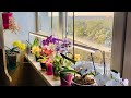 Цветение орхидей на балконе💐 март 2021 Часть1