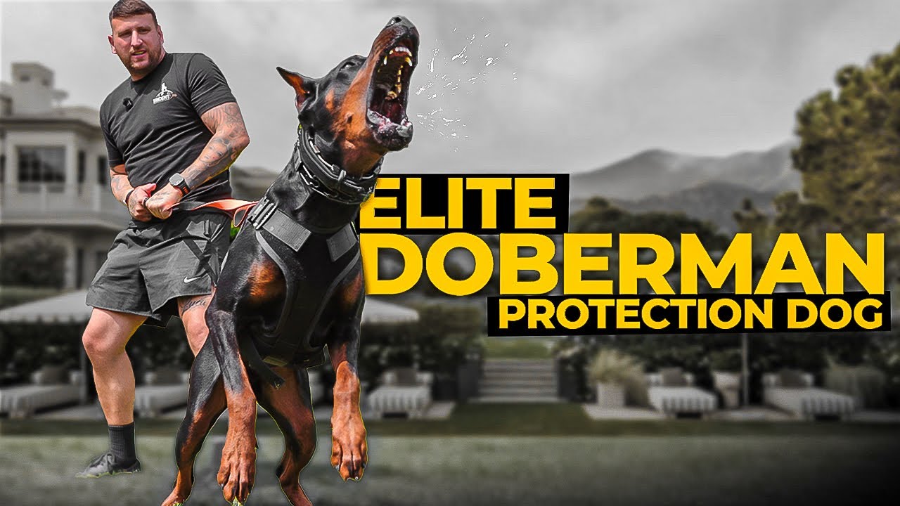 Элитная собака-защитник доберман