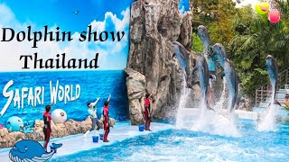 The Best Dolphin show Safari World in Thailand 🤩🤩 Dolphins are so intelligent and curious 🐬🐬🐬