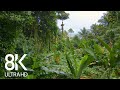 Incredible jungle sounds 8k  exotic birds singing in tropical rainforest 8 hours  part 1
