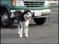 husky 2009 japan