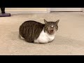 Cat loaf yawns then stretch