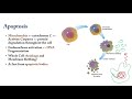 Cell death (Apoptosis and necrosis) (شرح بالعربى)