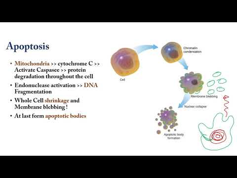 Cell death (Apoptosis and necrosis) (شرح بالعربى)