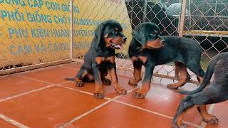 Chó rottweiler tại sao có chỗ 20 triệu có chỗ chỉ 56 triệu liệu đắt đã là hàng tốt chất lượng hơn