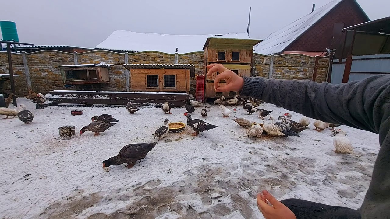 сколько дней собирать яйцо на инкубацию?? - YouTube