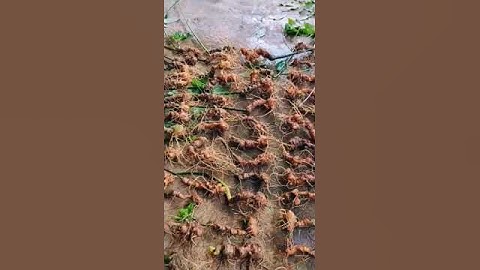 #sâm_lai_châu_rừng Lô sâm vùi rừng già như hình giá 10tr/1kg lh Quý 0984111992 #sâm_lai_châu_rừng