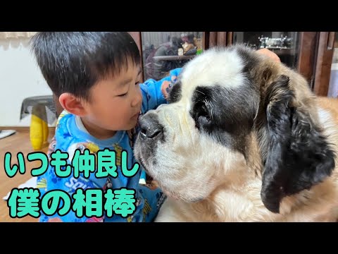 【セントバーナード】孫から夢のような食べ放題のおやつをもらってご機嫌な、ももちゃんと、ららちゃんはお散歩も一緒で更にご機嫌な1日でした。