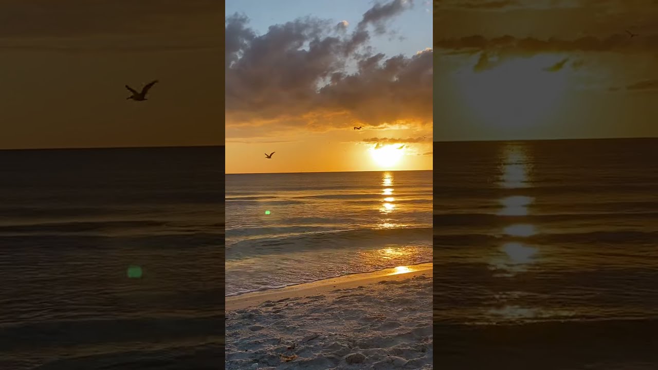 Dolphins Sunset Sanibel Island Florida Sanibelisland