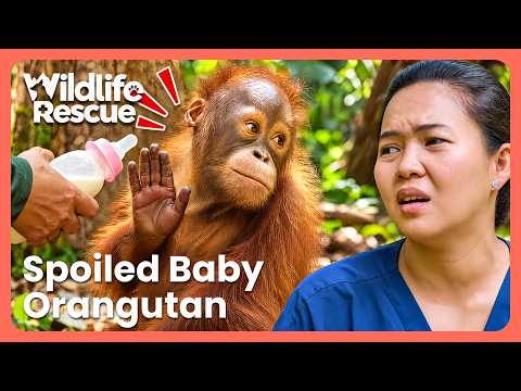 Spoiled Baby Orangutan Learns To Adapt To Life In The Wild | Orangutan Jungle School