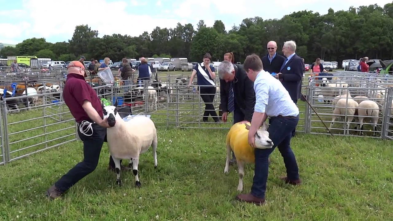 Kerry Hill Sheep Alyth Show Perthshire Scotland