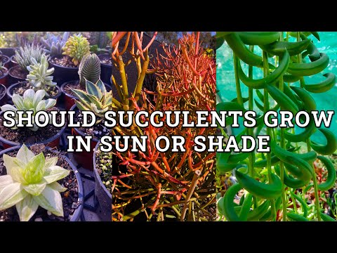 Wideo: Czy ligury mogą rosnąć w cieniu?