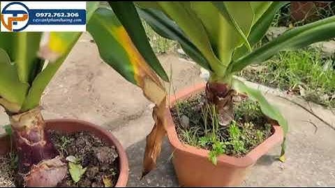 Bán cây đại tướng quân hoa đỏ | Caycanhphamthuong