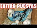 COMO EVITAR UNA PUESTA DE HUEVOS DE PERIQUITO