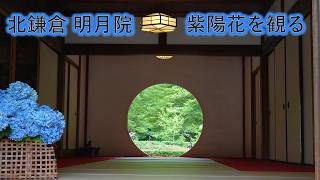 北鎌倉 明月院で 紫陽花を観る Mational Historic Site Meigetsu-in