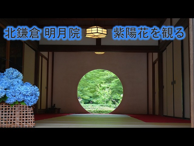 北鎌倉 明月院で 紫陽花を観る Mational Historic Site Meigetsun-in
