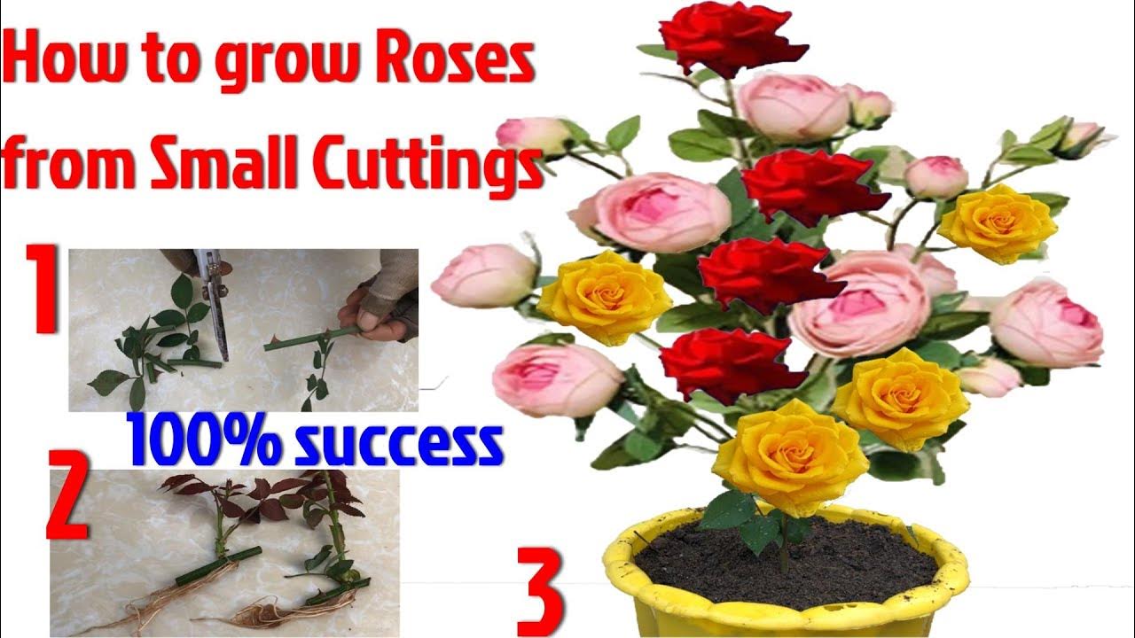 How to grow Roses from Small Cuttings, The method of growing red roses