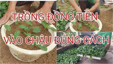 Trồng Đồng tiền chậu đơn giản | Trồng hoa đồng tiền | Kỹ sư Hảo Hảo
