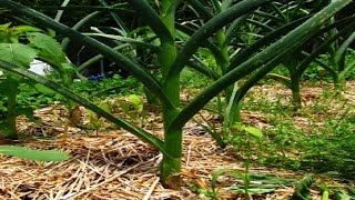 Garlic plant early