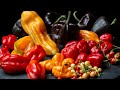 Unboxing Fresh Peppers From Friends
