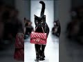 Chic Runway Paws: Fashion Show with Animals #shorts