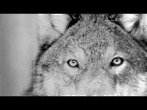 Three dogs that looks like wolf