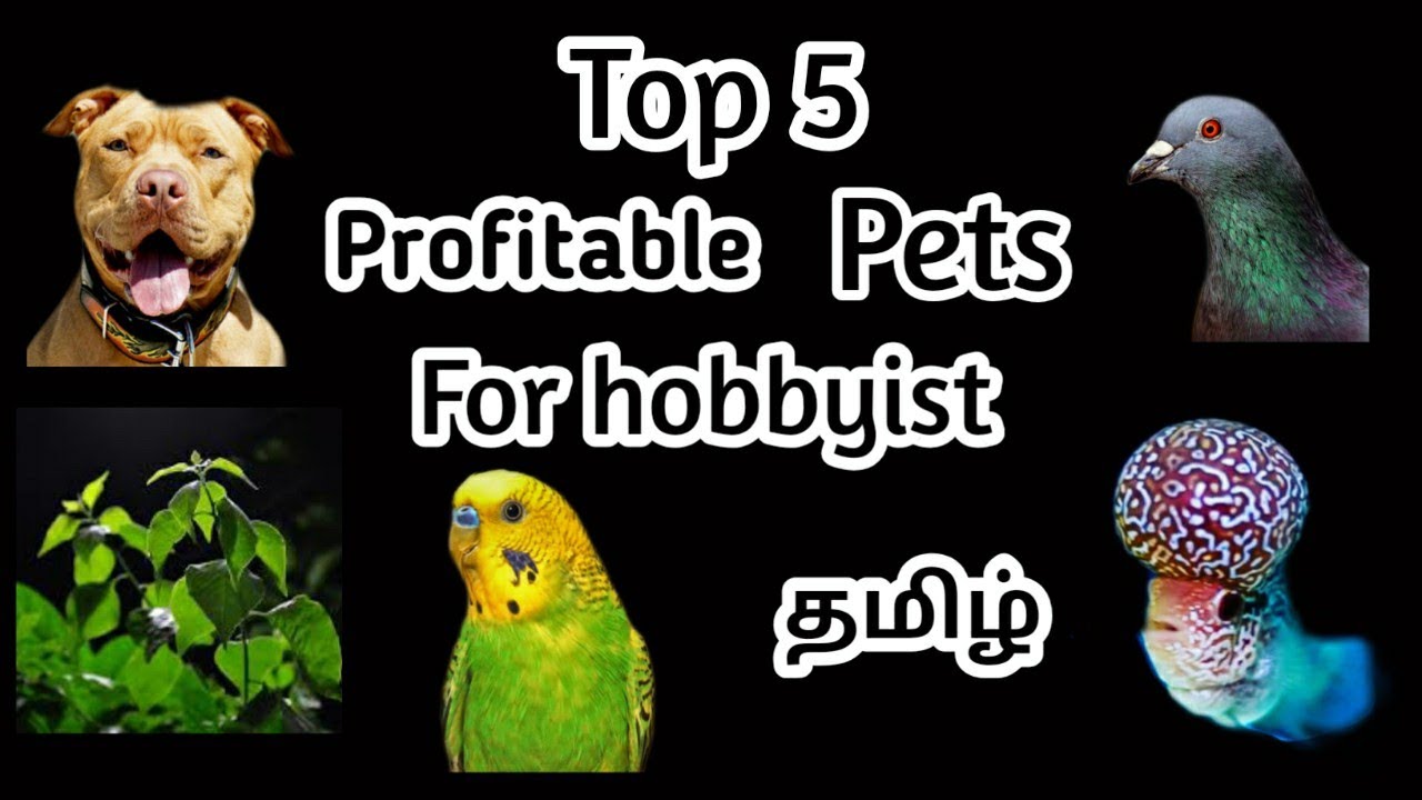 Top 5 most profitable pets in our hobby in tamil லாபகரமான