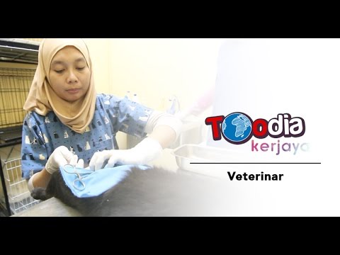Video: Doktor Haiwan Denver Menawarkan Penjagaan Veterinar Percuma Kepada Haiwan Peliharaan Yang Kehilangan Tempat Tinggal