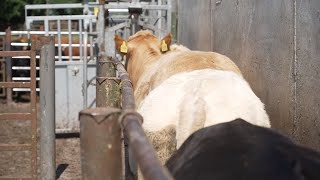 Doramax Series - An Early Housing Dose