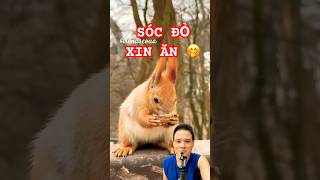 Sóc Đỏ Xin Ăn Cực Cute
