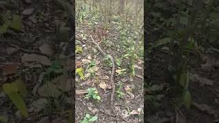 #nature #madi #wildlife #python #viralvideo #video #viral #cnp #rubin #rubi #running #smoothsnake