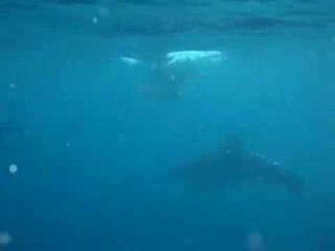 Freediving With Dolphins