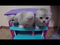 НОВЫЙ ДОМИК ДЛЯ КОТЯТ 😻 КОТЯТА ИГРАЮТ И БЕСЯТСЯ 🐱 Kitten Cat